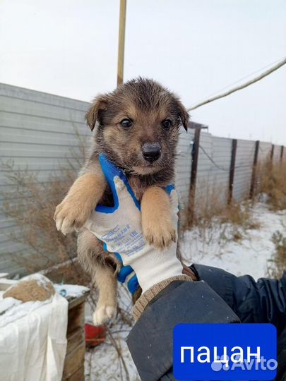 Щенок в добрые руки