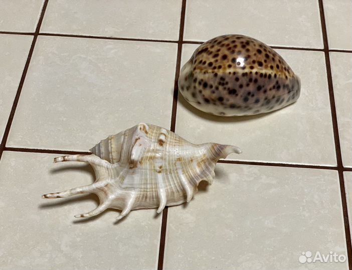 Морские ракушки