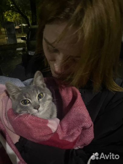 Котята бесплатно