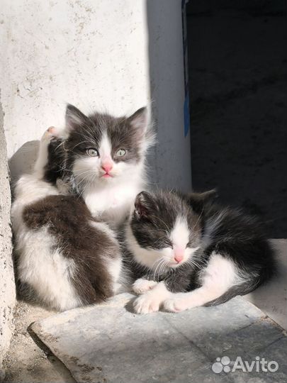 Отдам бесплатно в добрые руки, едят всё подряд