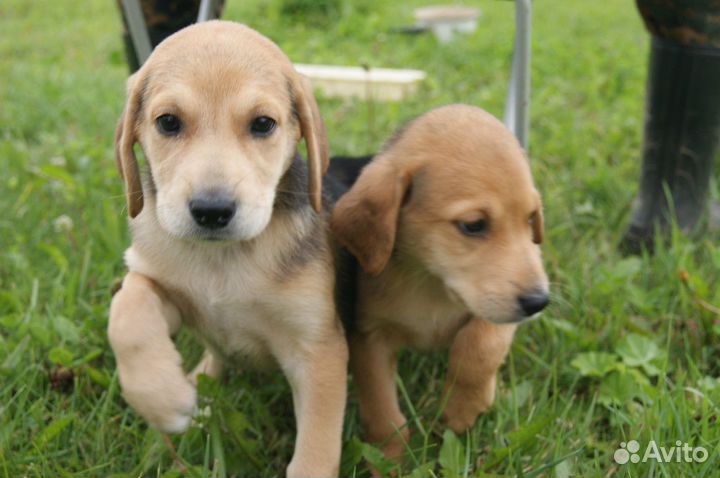 Собака, русская гончая