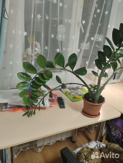 Замиокулькас долларовое дерево