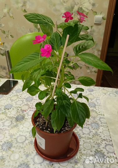 Цветочек огонек