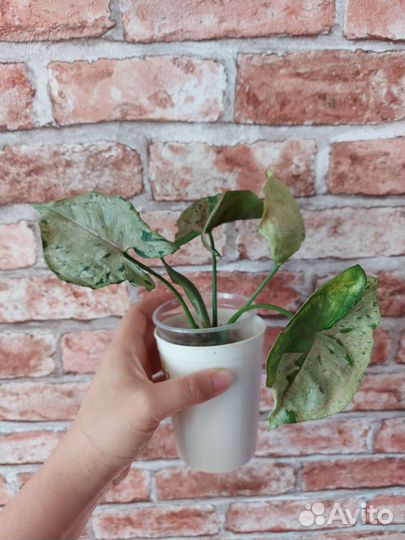 Сингониум серый призрак