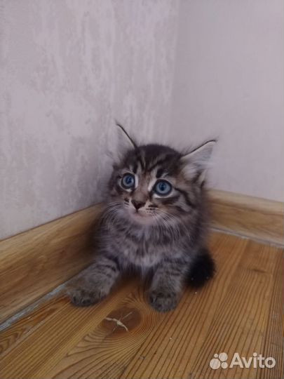 Кошка в дар