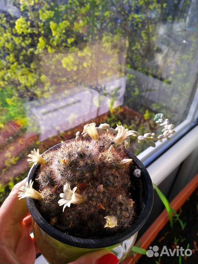 Кактус маммилярия