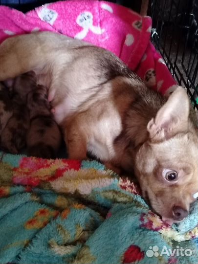 Девочки мраморные