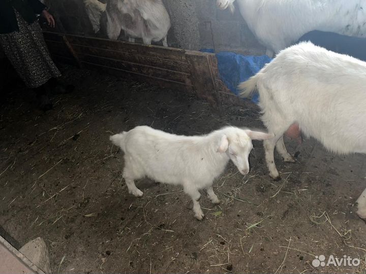 Козы и козлята