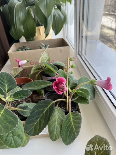 Глоксиния (колокольчик)