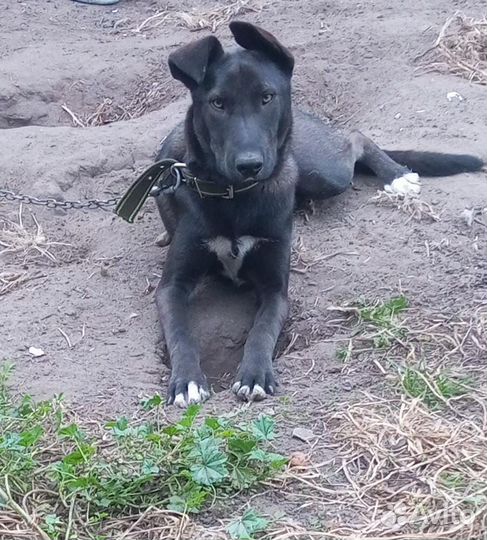 Собака пёс кобель Гор