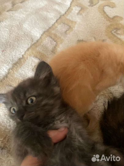 Кошка и котята