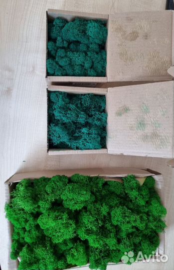 Стабилизированный мох