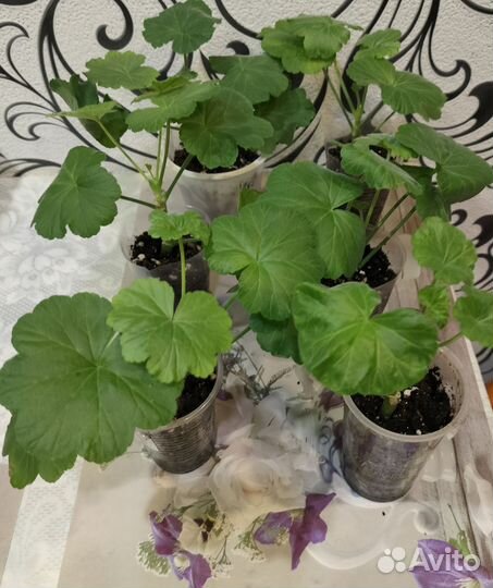 Герань пеларгония