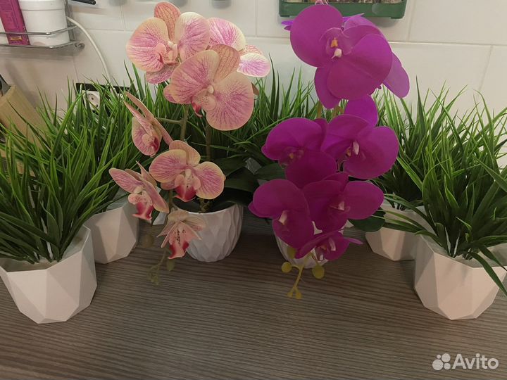 Орхидея фаленопсис