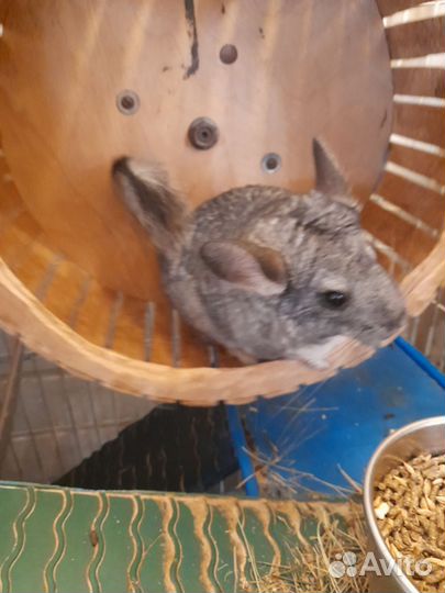 Шиншиллы пара