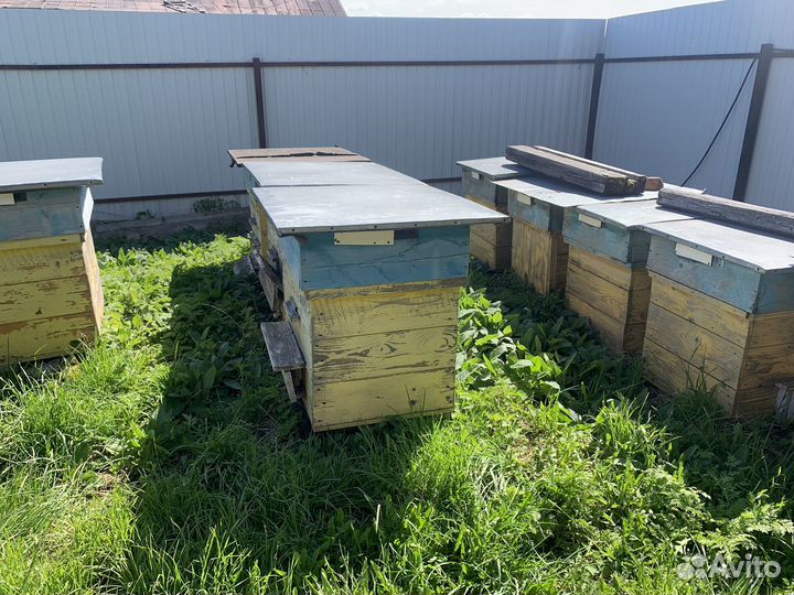 Пчелиный улей