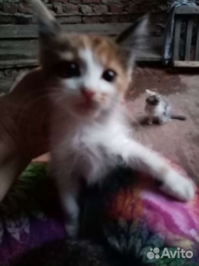 Котята в добрые руки