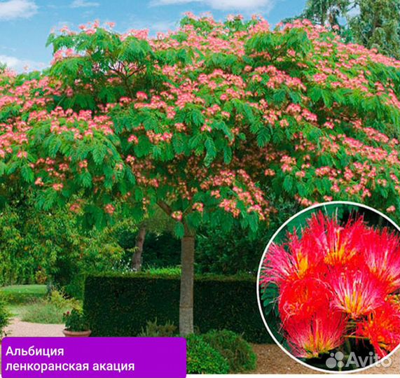 Альбиция, кизильник блестящий