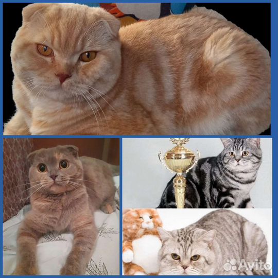 Вязка вислоухий котик