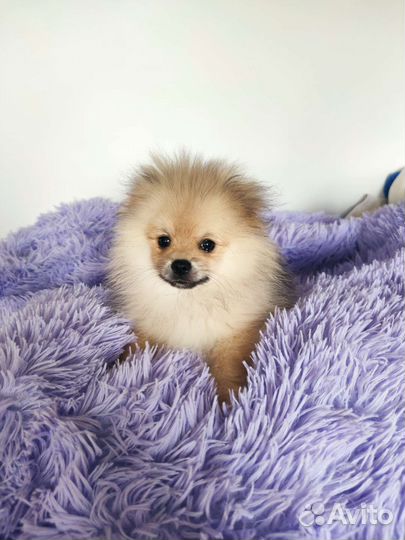 Померанский шпиц мини