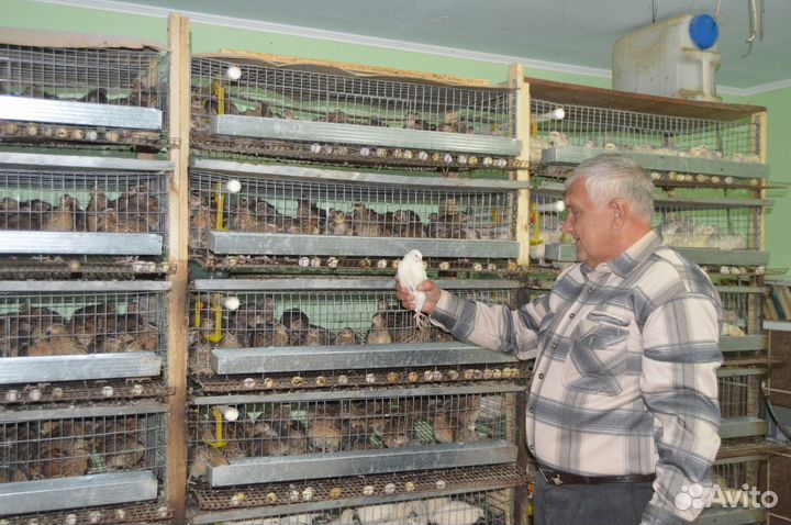 Перепел. яйцо, мясо, живая птица, клетки для кроли