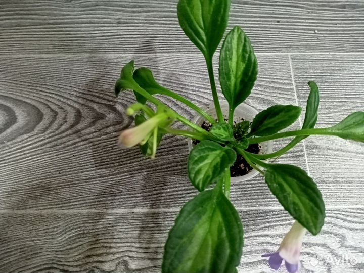 Хириты, традесканция