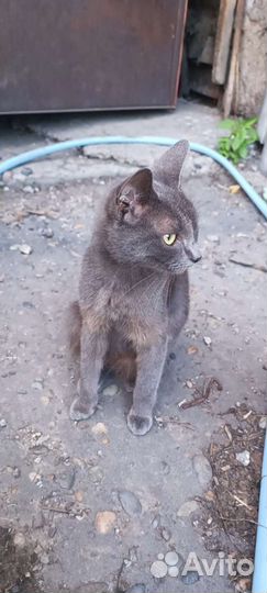 Отдам Котята в добрые руки