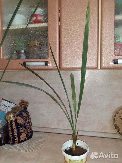 Финиковая пальма