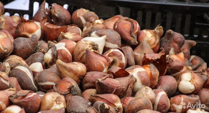 Луковицы тюльпанов оптом