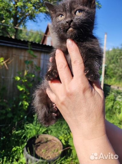 Кошки в добрые руки бесплатно