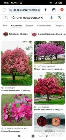 Декоративные деревья и кустарники