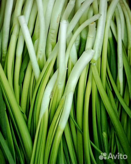 Лук зеленый