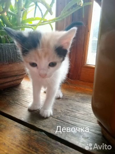 Котята