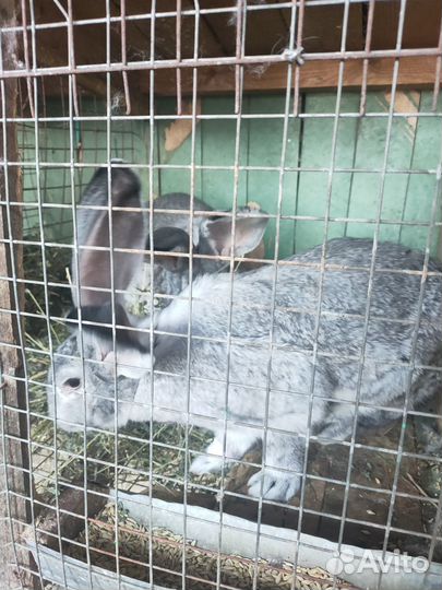 Кролики фландр