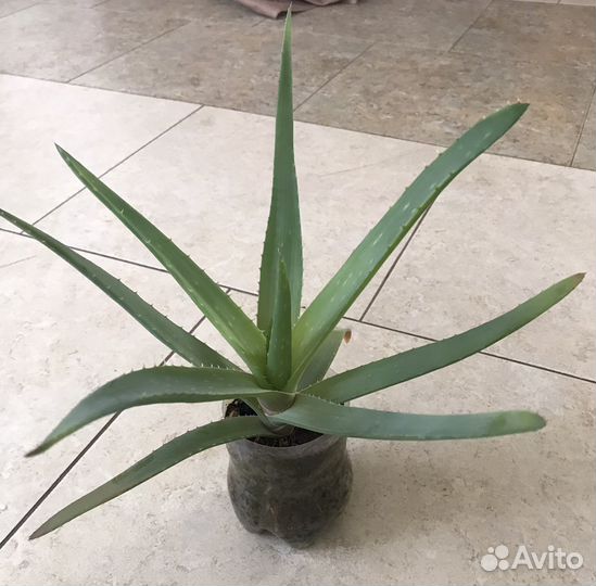 Алоэ вера лечебный