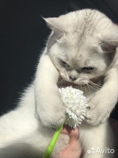 Кот на вязку
