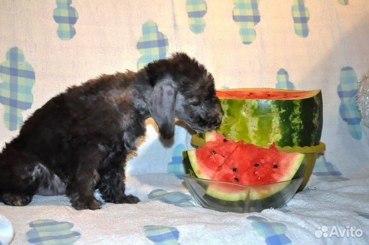 Бедлингтон терьер