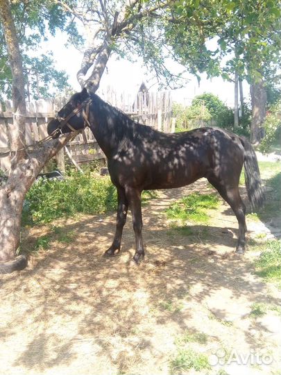 Русский рысак