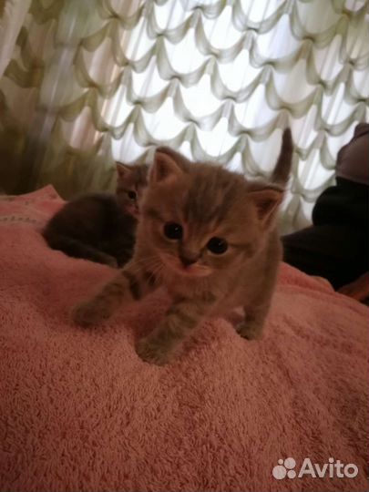 Шотландские прямоухие котята