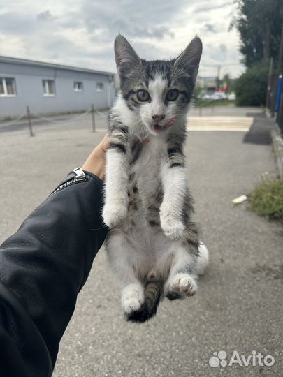 Котенок мальчик