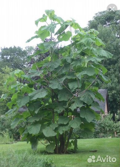 Павловния (саженцы, корни почтой)