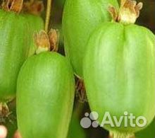 Актинидия из питомника - Лакомка, Адам и др