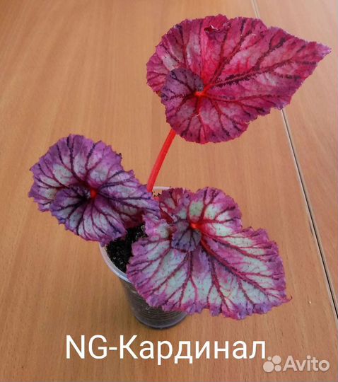 Бегони NG