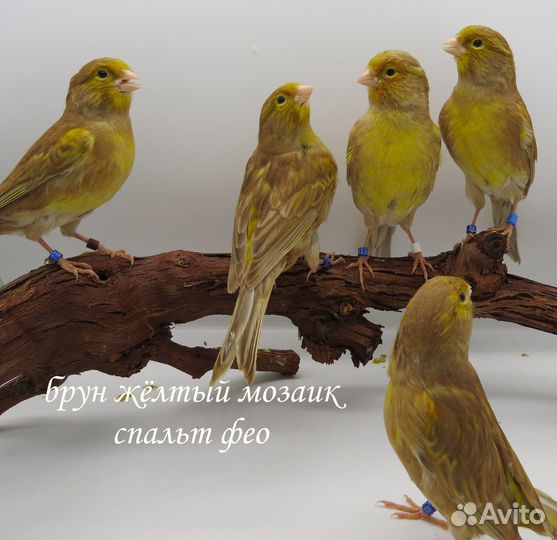 Канарейки