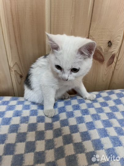 Котенок мальчик