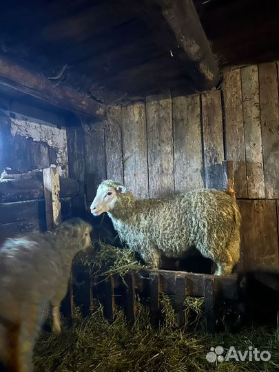 Бараны куйбышевские