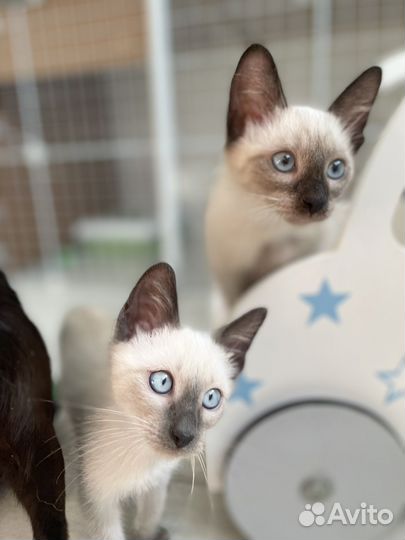 Тайские котята