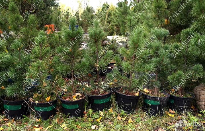 Саженцы сибирского кедра