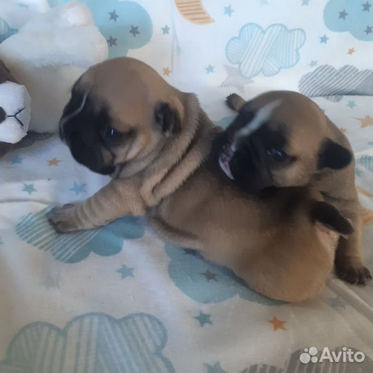 Французский бульдог щенки