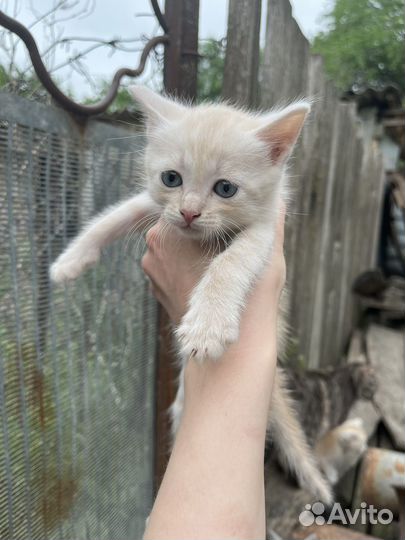 Котята в добрые руки бесплатно